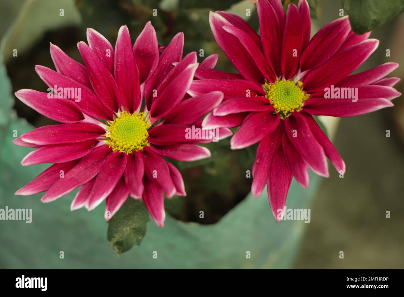 Pink purple white chrysanthemum. chrysanthemum flowers with yellow centers and white tips on their petals. Bush of Autumn Garden plants, growing flowe Stock Photo