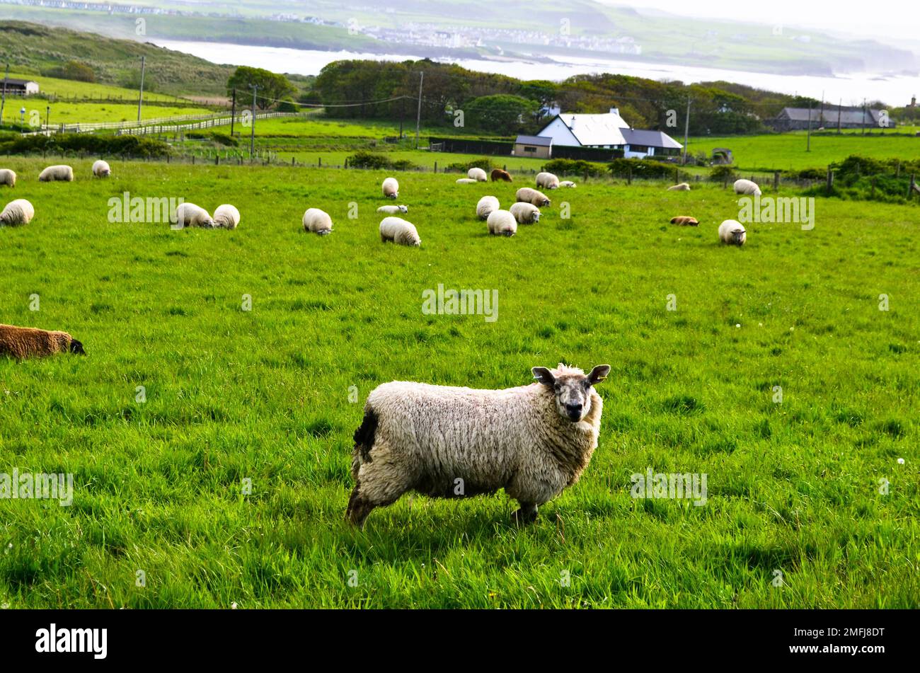 The sheep grazing in the green meadow Stock Photo - Alamy