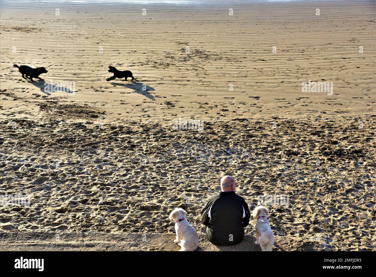 Picture shows a man with two dogs sat on a wall at Coney, Sandy Beach, Porthcawl, South Wales. He is looking out to sea with the tide coming in. Stock Photo