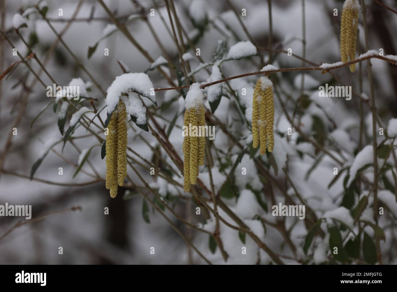 Earrings on hazel branches in spring. Stock Photo