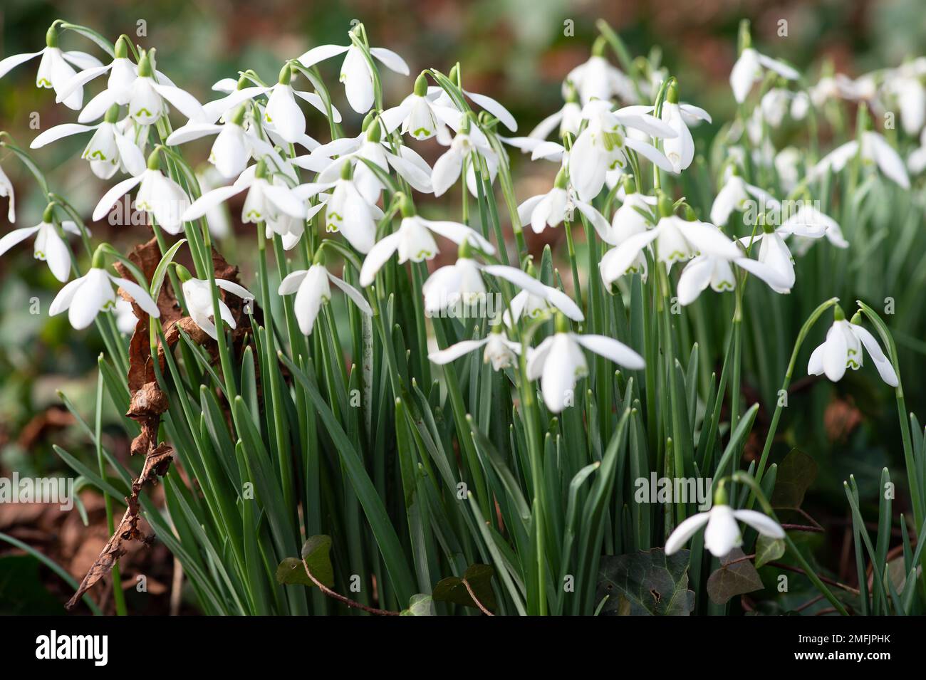 Dorney, Buckinghamshire, UK. 9th February, 2022. Galanthus, pretty snowdrops scatter a woodland in Dorney, Buckinghamshire. There are around 20 known species of snowdrops in Europe. Credit: Maureen McLean/Alamy Stock Photo