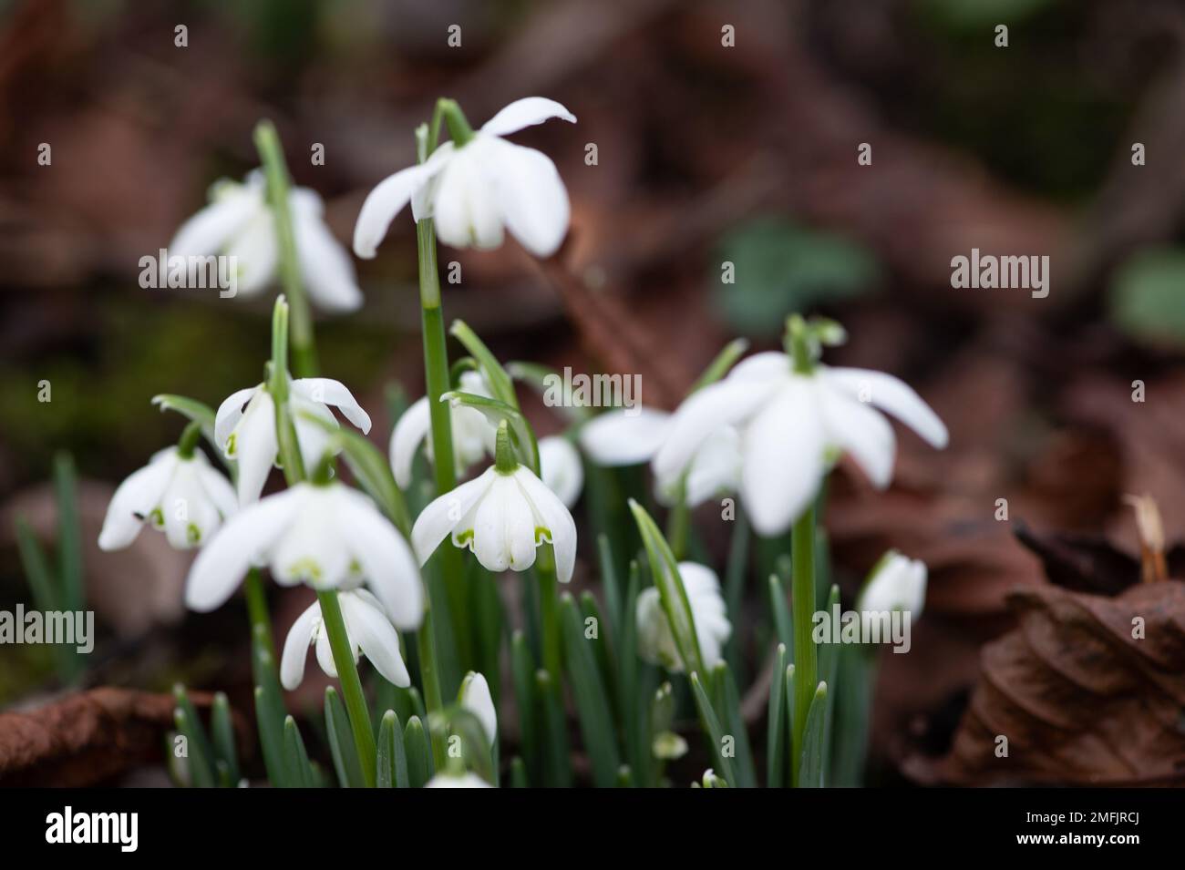 Dorney, Buckinghamshire, UK. 9th February, 2022. Galanthus, pretty snowdrops scatter a woodland in Dorney, Buckinghamshire. There are around 20 known species of snowdrops in Europe. Credit: Maureen McLean/Alamy Stock Photo