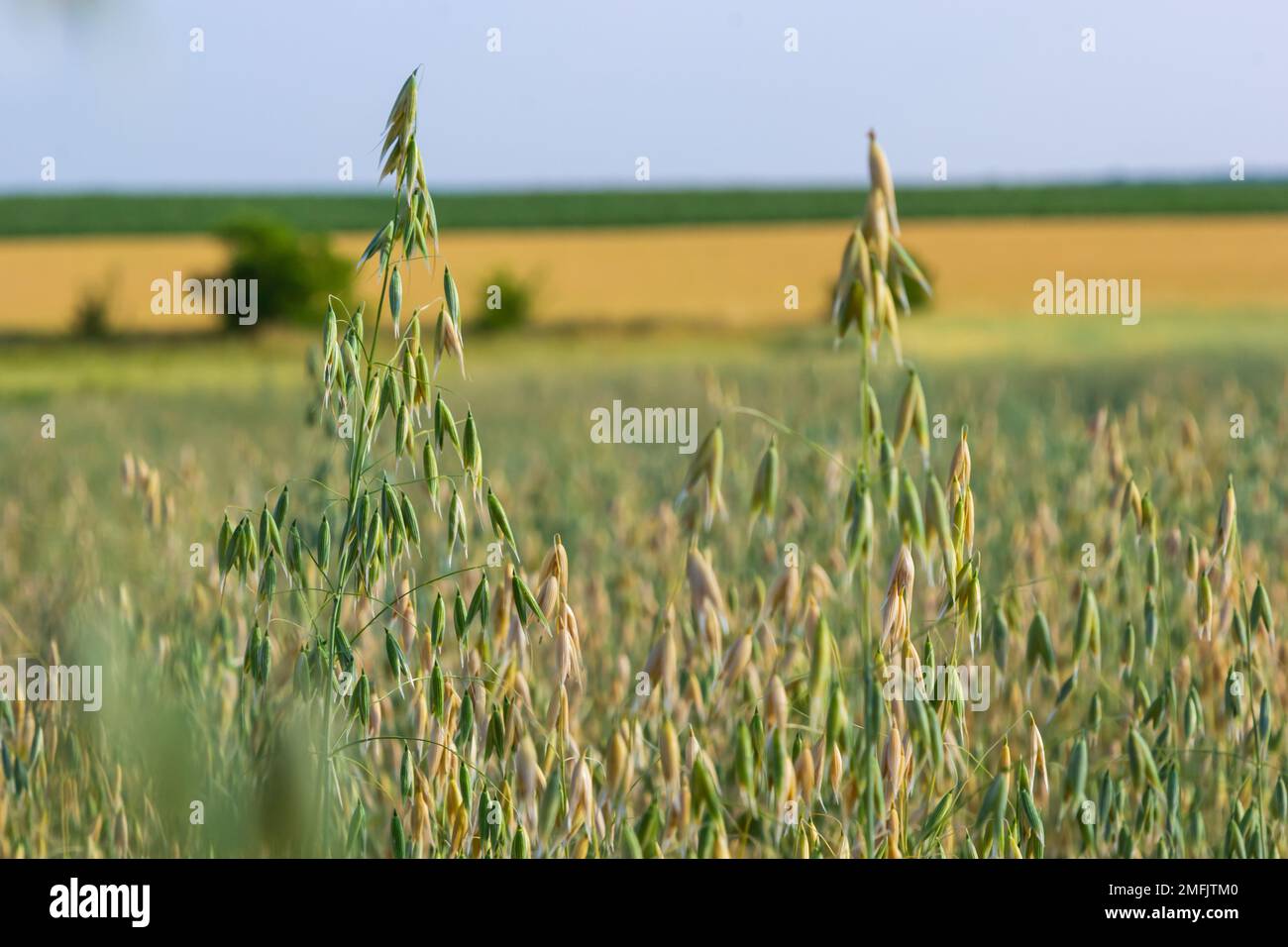 Field of young green Oats. Plantation of oats in the field - crop ...