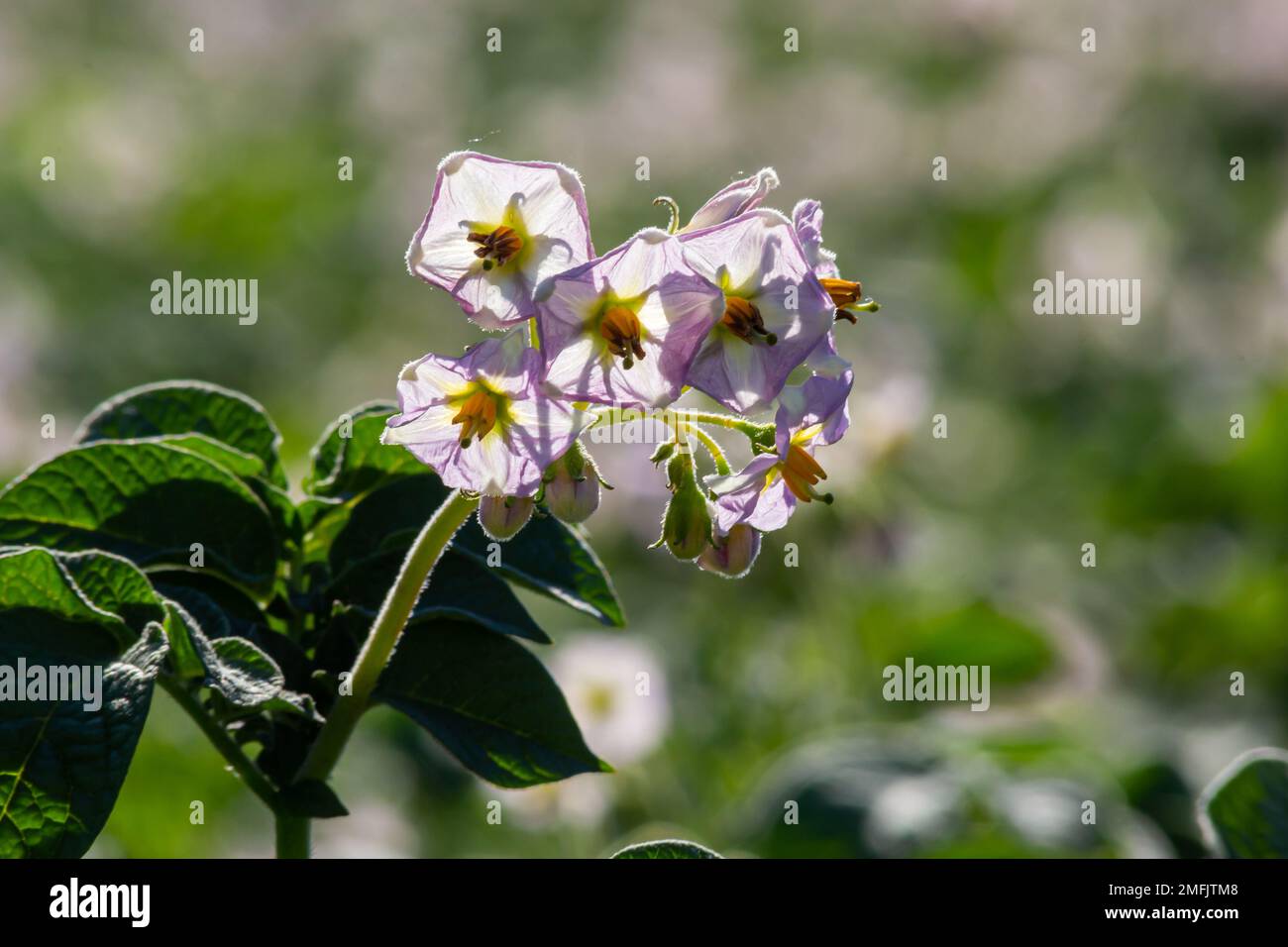 Closeup of a white and yellow blossoming potato plant in the foreground of large field in the Netherlands. It is early in the morning of a sunny day i Stock Photo