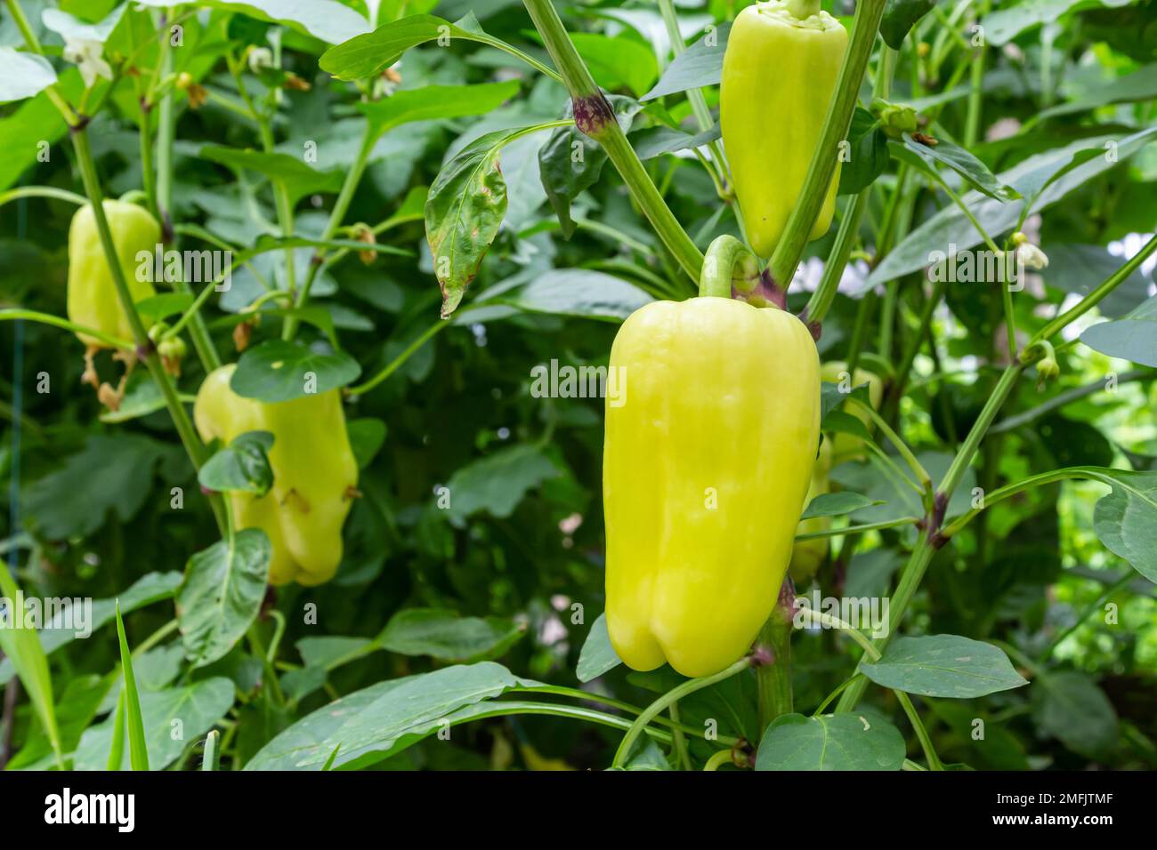 Pepper Plants in the pepper farm or field. Bell, Capia or chili peppers
