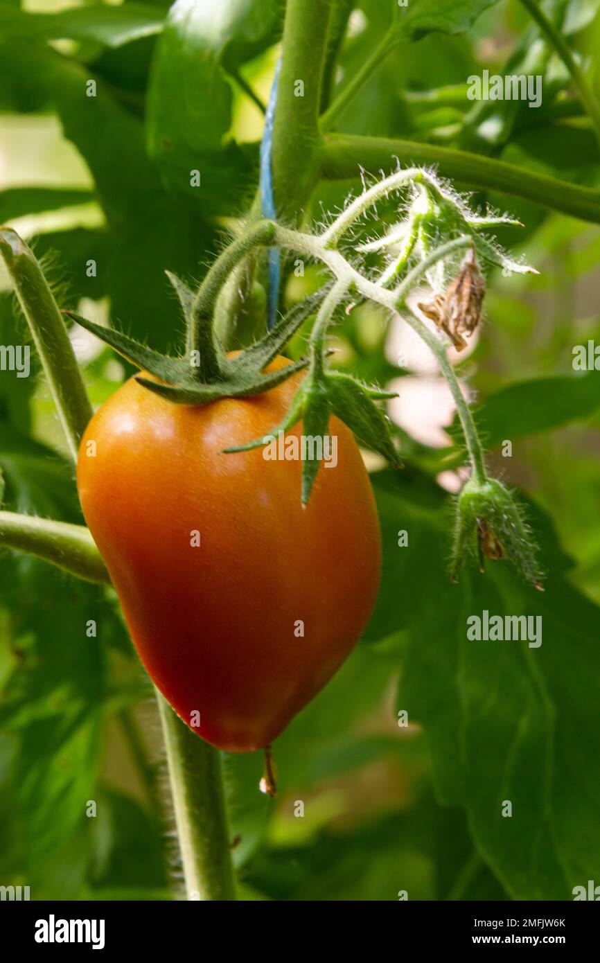 Ripe red and green tomatoes hanging on tomato tree in the garden Stock ...