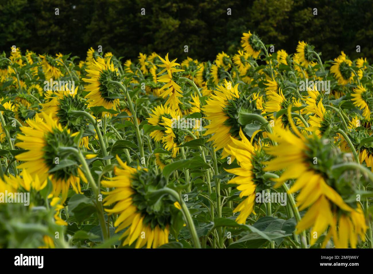agricultural field with young sunflower at the beginning of flowering