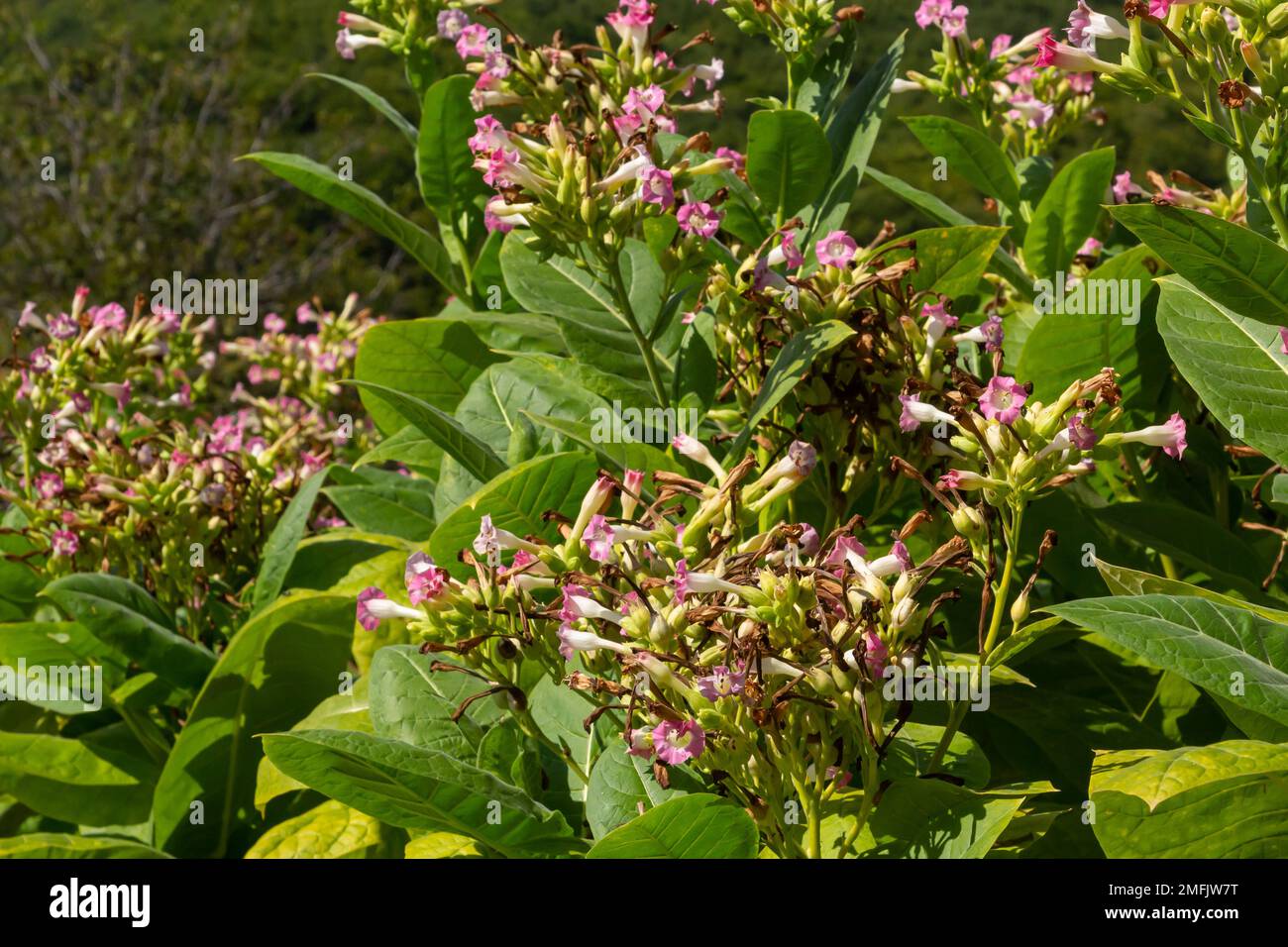 Flowering tobacco plants on tobacco farm. Tobacco flowers, close up