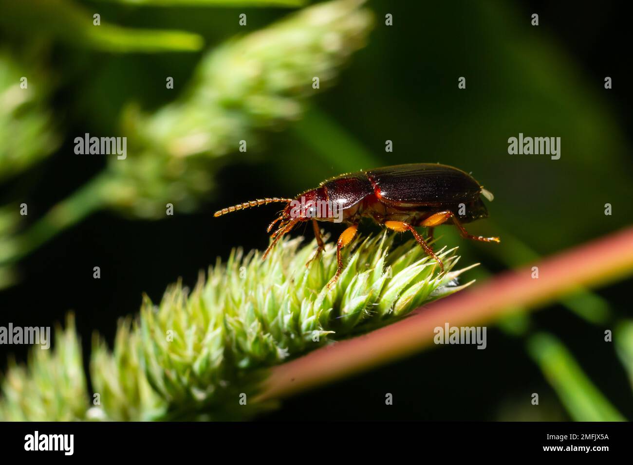 copper colored ground beetle on grass in a natural environment. summer, dream day. Stock Photo
