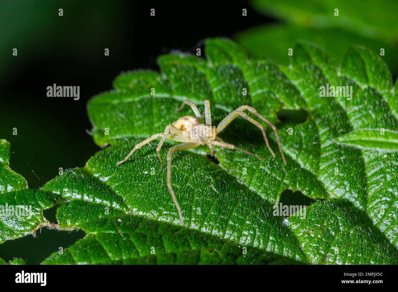 Spider Misumena vatia goldenrod crab spider or flower is a species of crab spider with holarctic distribution, belongs to the family Thomisidae. Stock Photo