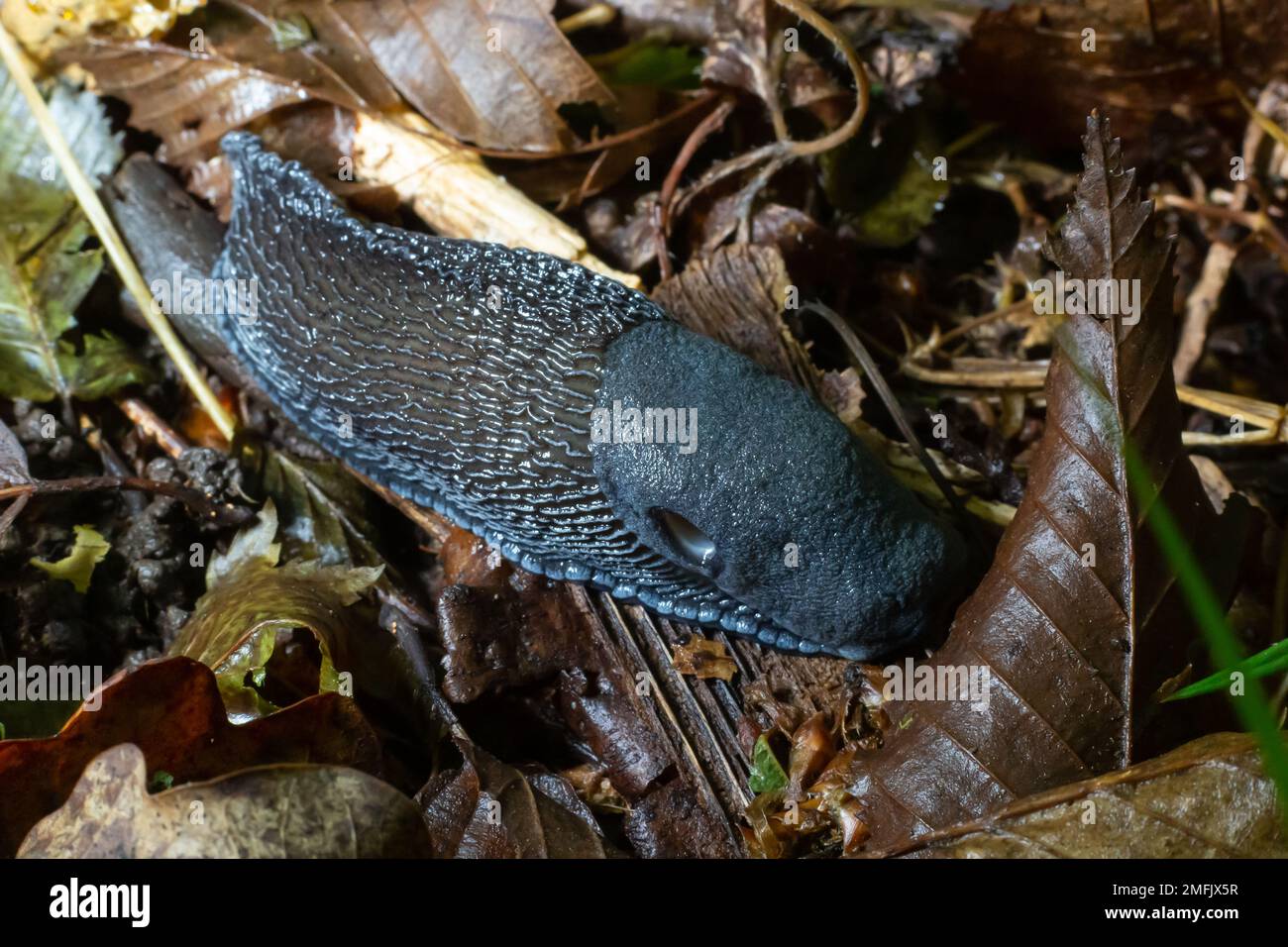 Black slug - Arion vulgaris - in it's natural environment. Stock Photo