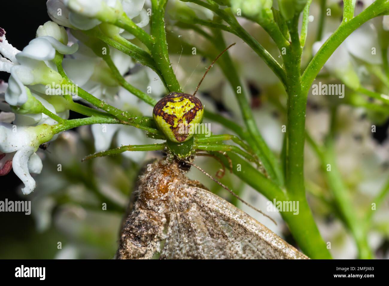 Goldenrod Crab Spider Misumena vatia on a flower. Close up of yellow flower crab spider Misumena vatia. Misumena vatia is a species of crab spider wit Stock Photo