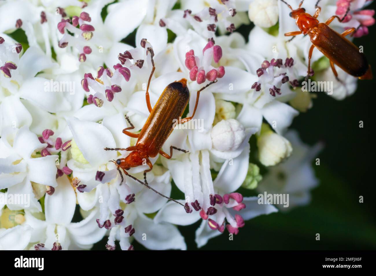 The common red soldier beetle Rhagonycha fulva, also misleadingly known