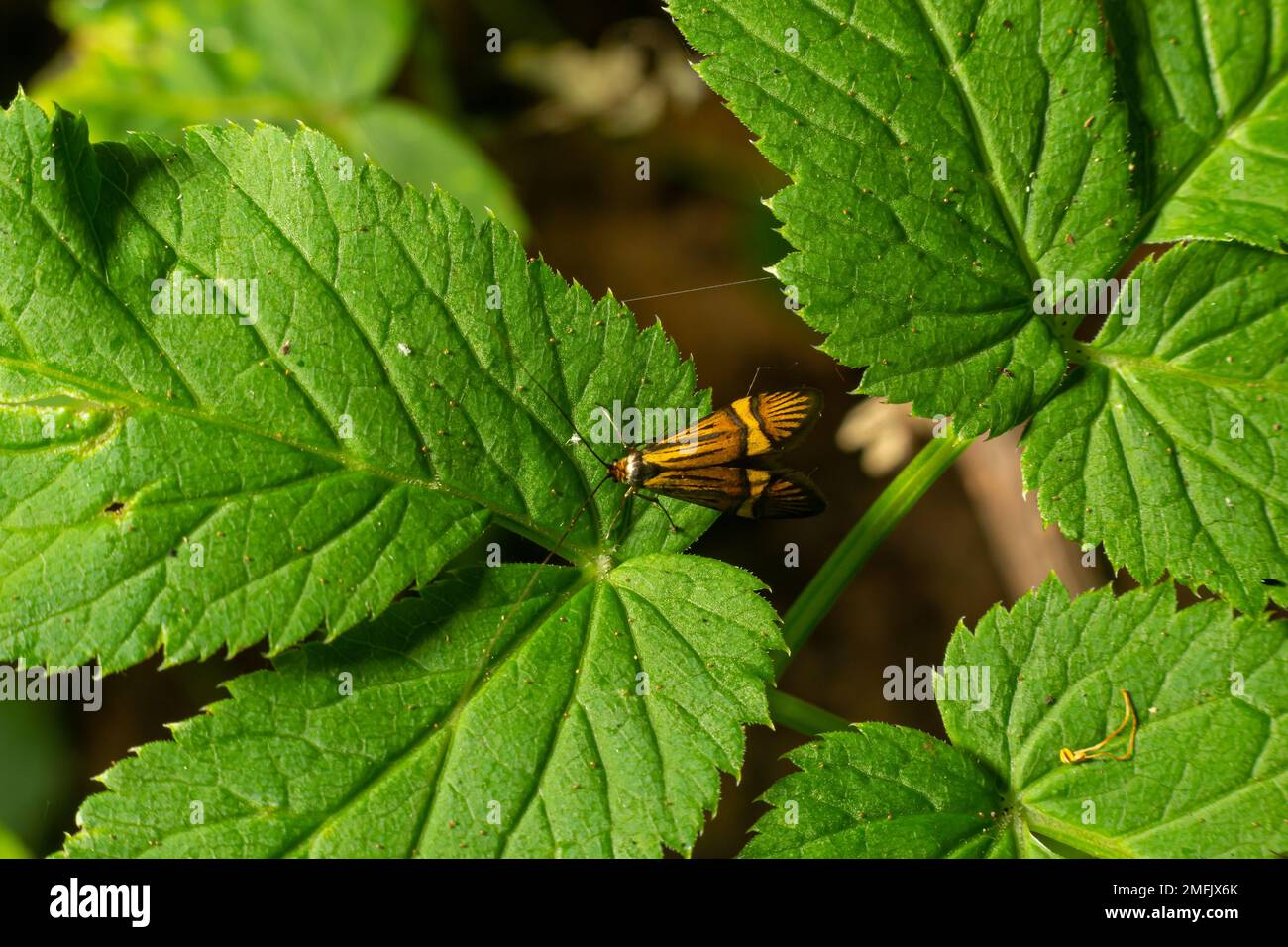 Close-up image of a long-legged butterfly, Nemophora degeerella. Green leaf. Stock Photo