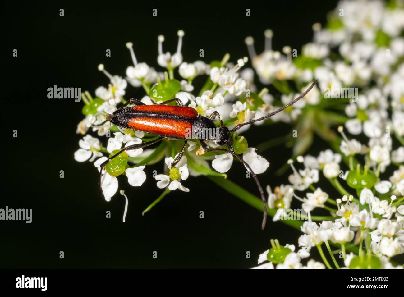 The common red soldier beetle Rhagonycha fulva, also misleadingly known