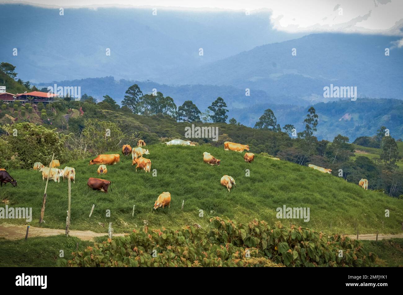 A cattle grazing on a green hill in Costa Rica Stock Photo - Alamy