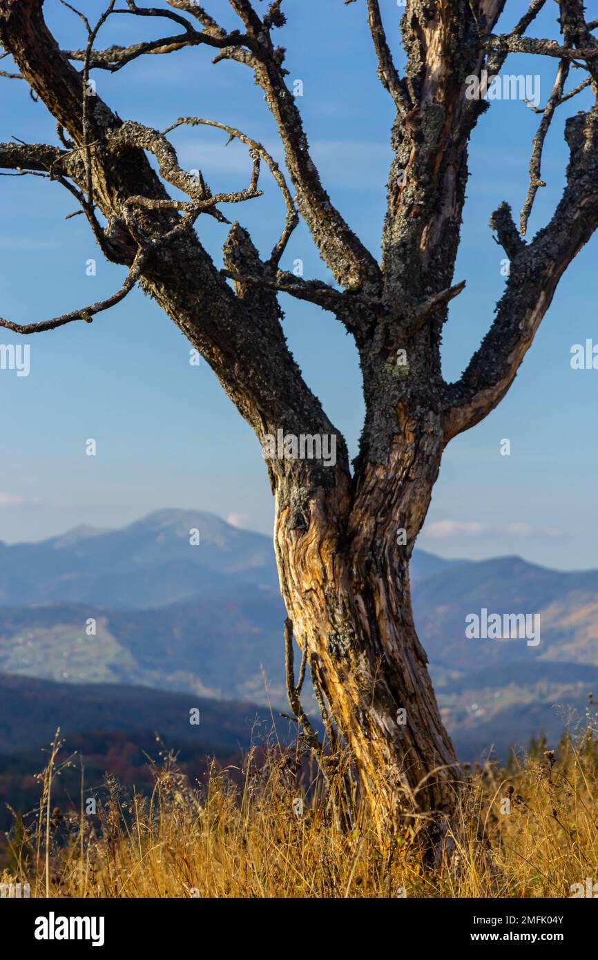 beautiful evening autumn mountain and dry tree trunk on mountainside Carpathian. Ukraine. Stock Photo