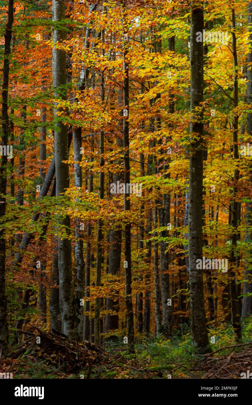 Tall trees of the Carpathian forests, nature reserve in the Carpathians ...