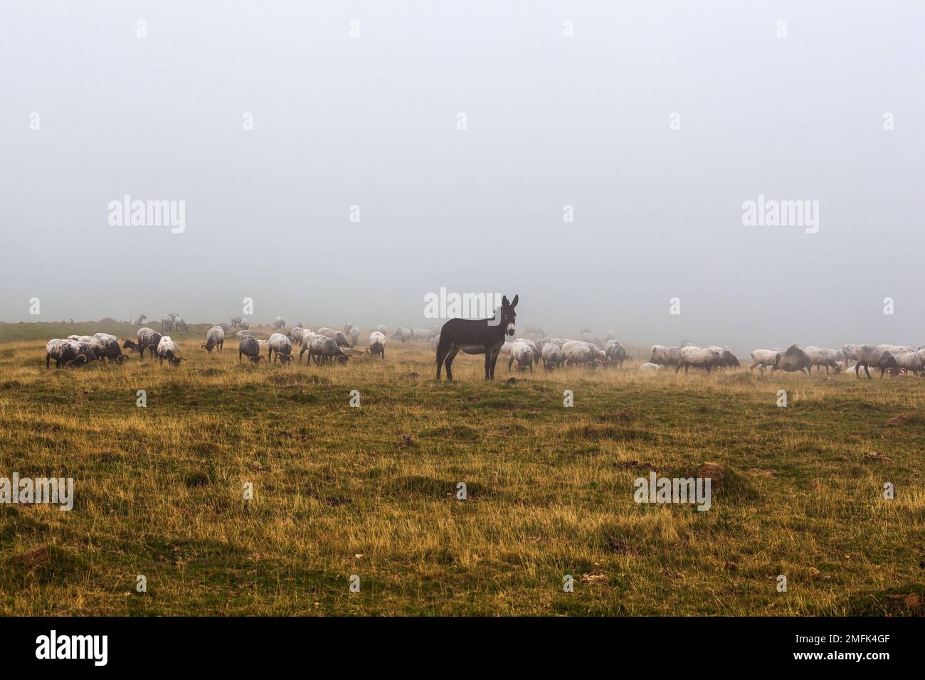 The mixed flock of sheep, donkey and goats grazing in the mist at early morning along the Way of Saint James in the French Pyrenees Stock Photo