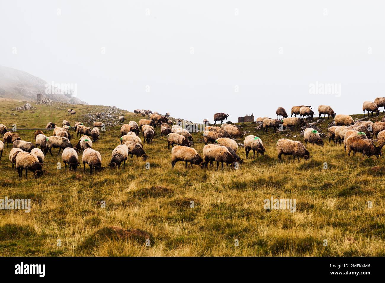 The mixed flock of sheep and goats grazing on meadow along the Camino de Santiago in the French Pyrenees Stock Photo