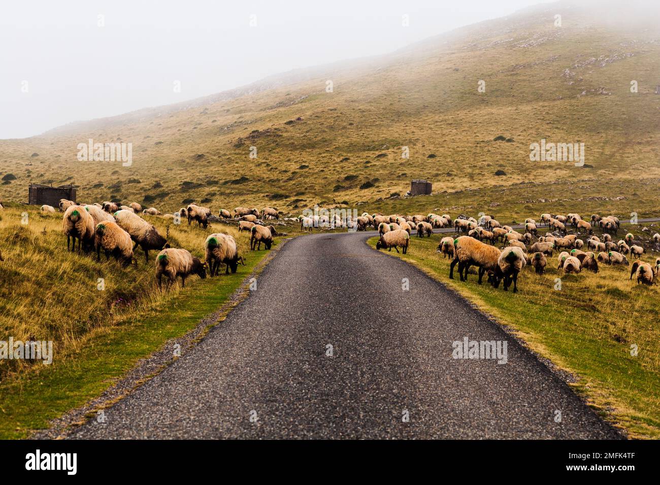 Flock of sheep grazing next to the path of the Camino de Santiago in the French Pyrenees Stock Photo