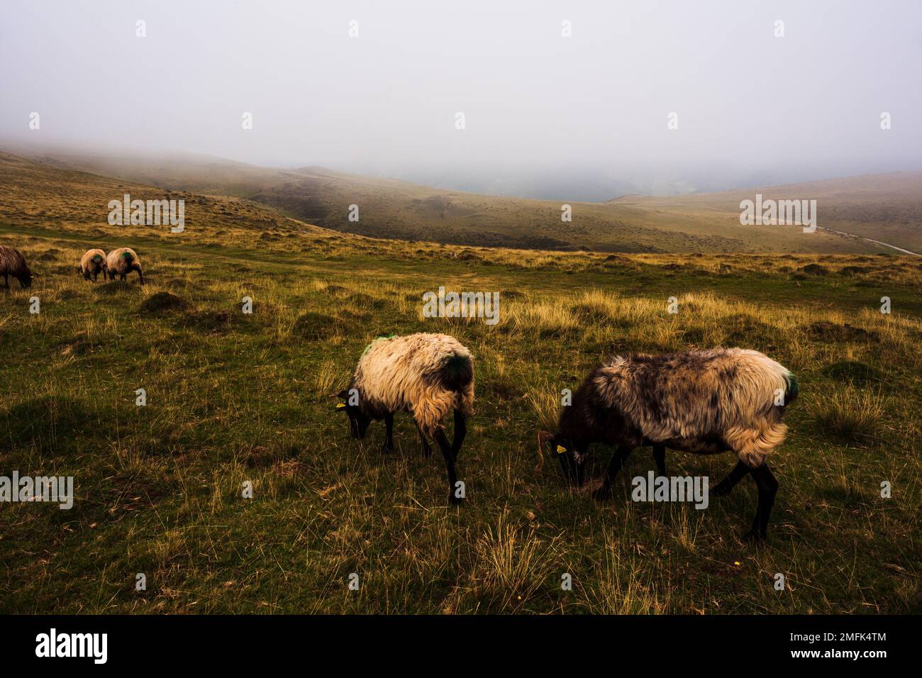 Goats grazing on meadow along the Camino de Santiago in the French Pyrenees Stock Photo