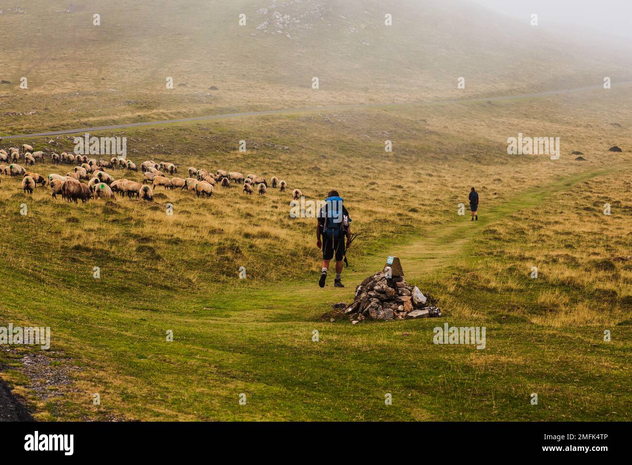 Pilgrim walking next to a flock of sheep along the way of St. James. The mixed flock of sheep and goats grazing on meadow in the French Pyrenees Stock Photo
