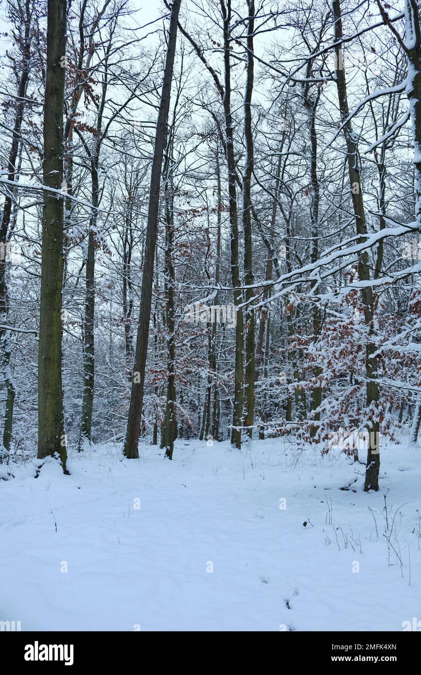 The forest in winter Stock Photo - Alamy