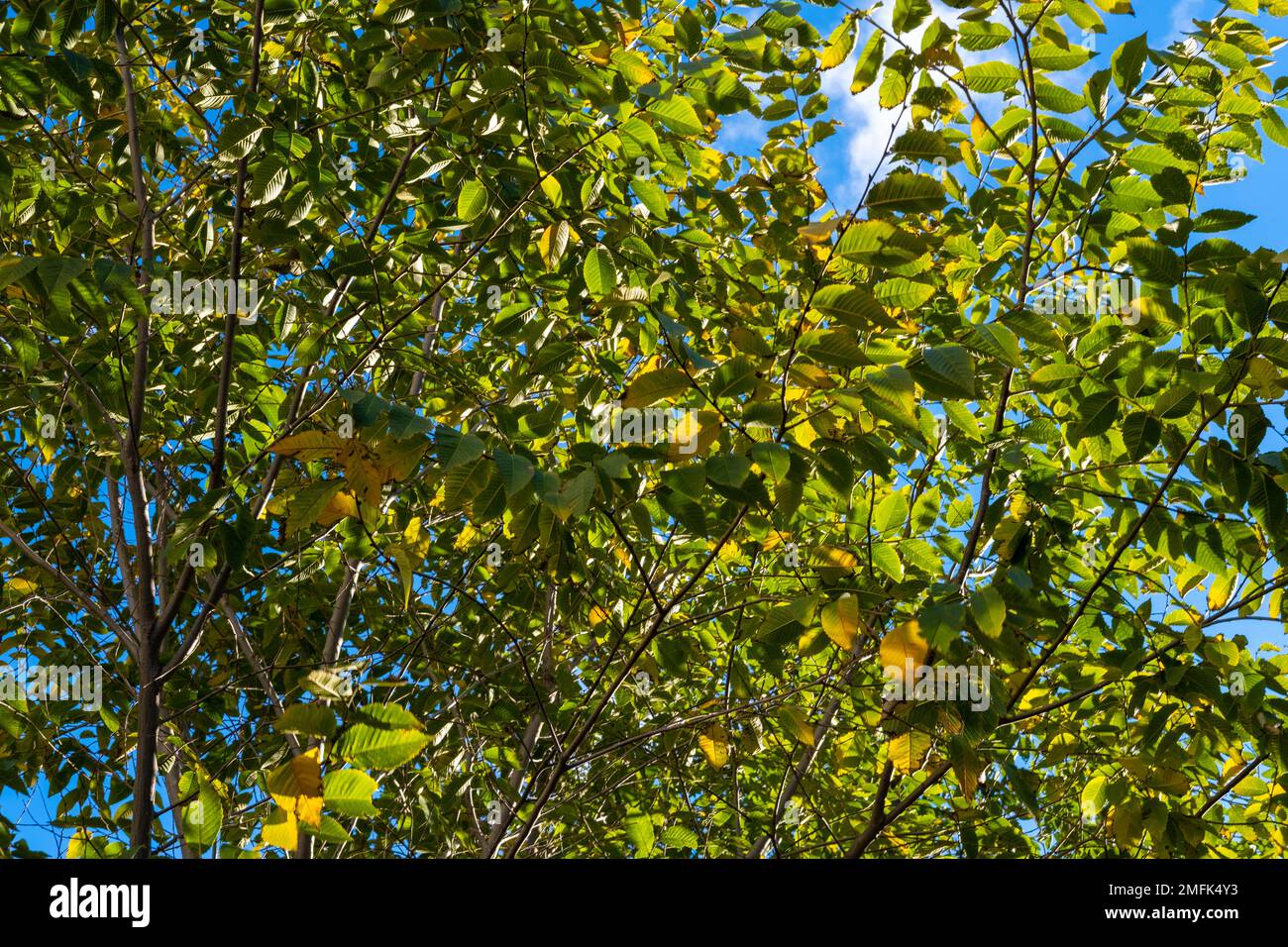 photo up to the tree top shot from below. Yellow-green tree leaves and blue sky. Early autumn. Natural autumn summer background Stock Photo