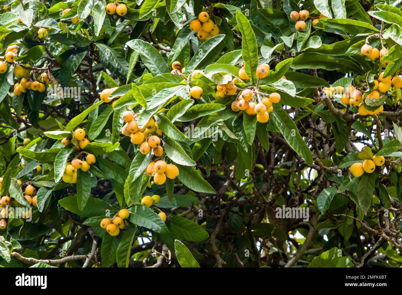 A Loquat tree (Eriobotrya japonica) with fruits, growing in Parco ...