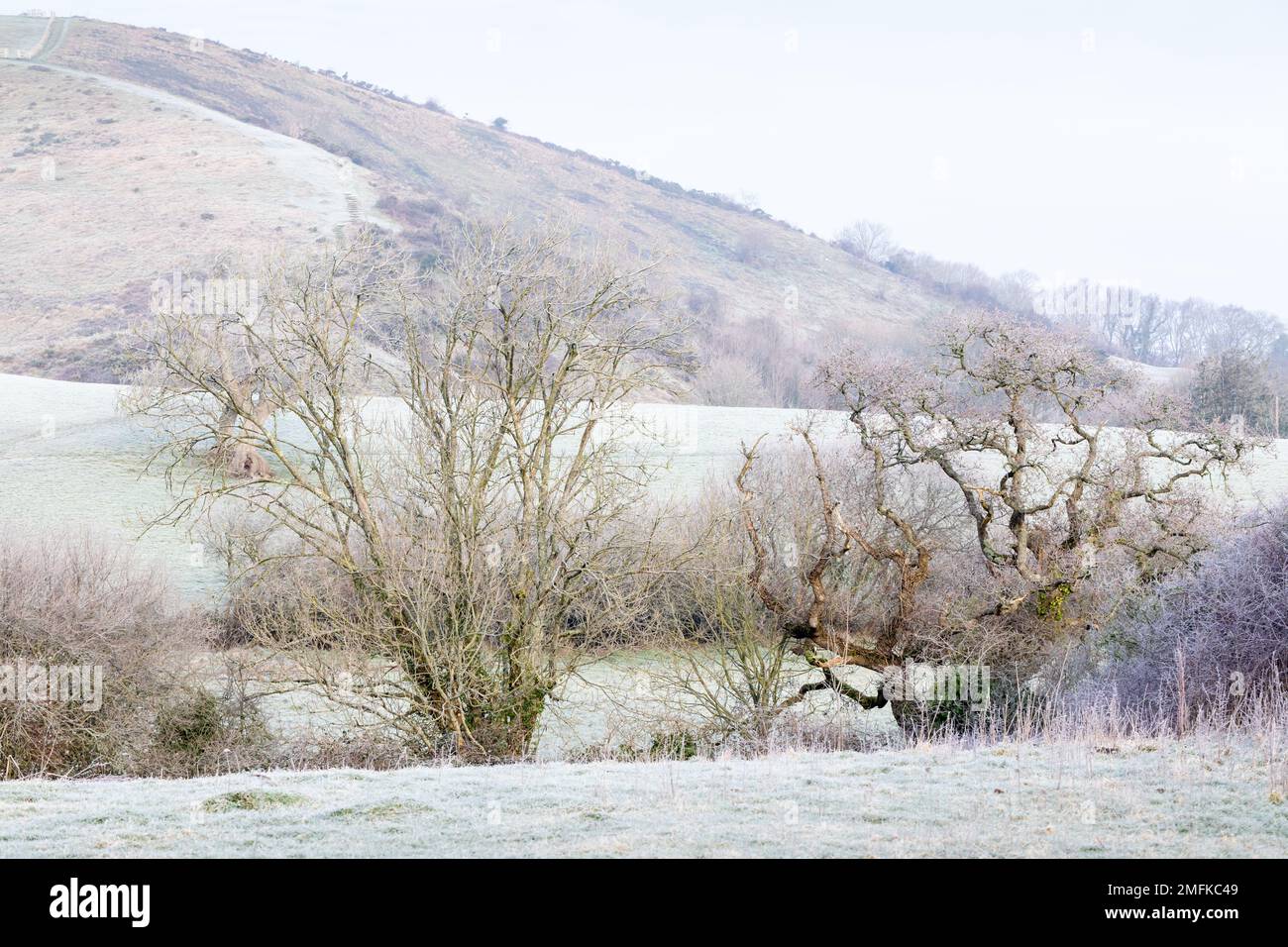 Trees and hills on a frosty morning at Corfe in Dorset, England Stock Photo