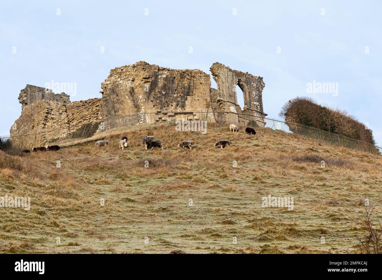 Herdwick Sheep grazing on the steep hillside at Corfe Castle, Dorset, England Stock Photo
