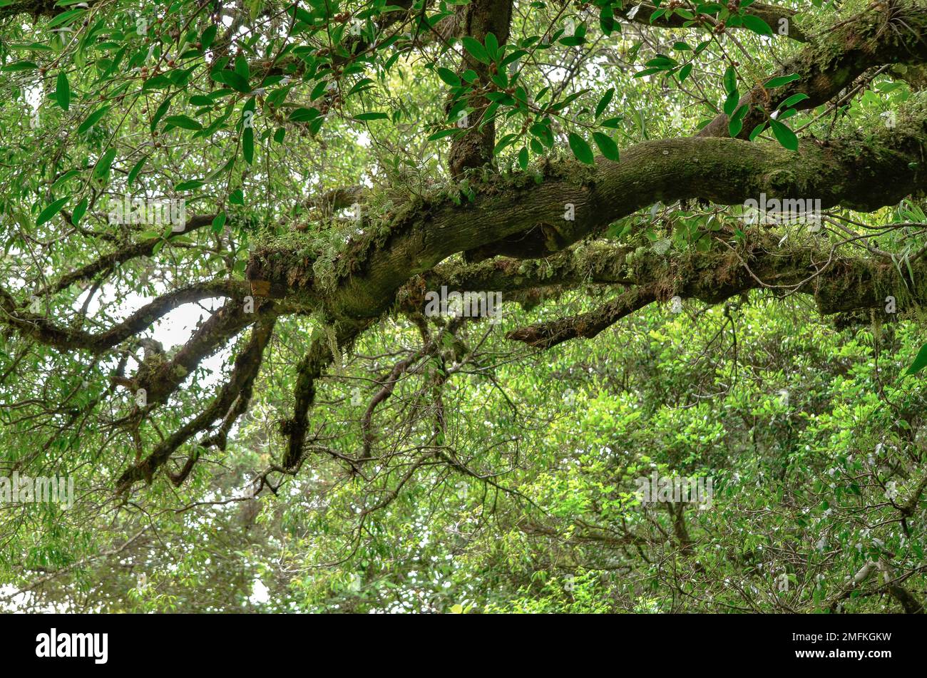 A low angle shot of green tree leaves Stock Photo - Alamy