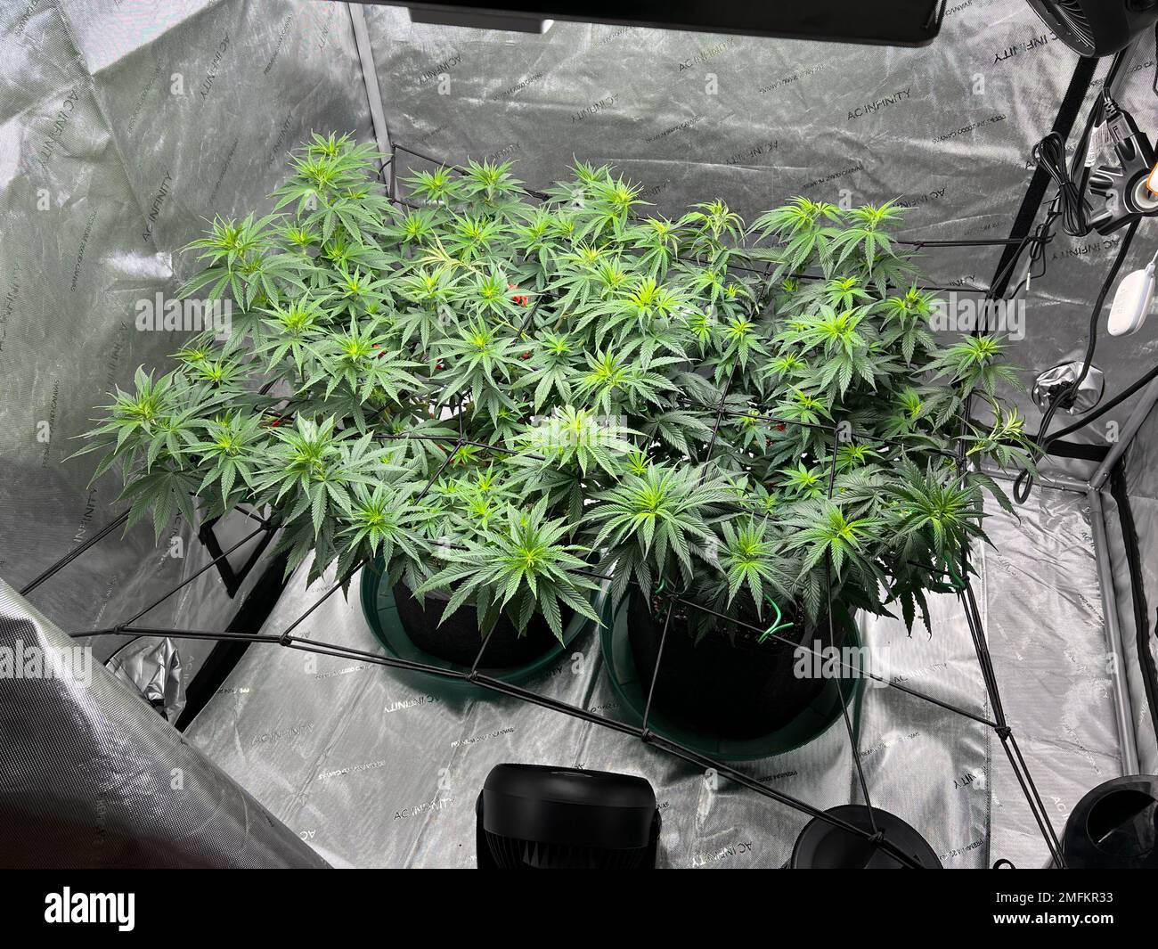 A heating plant box to grow cannabis in proper warm conditions Stock