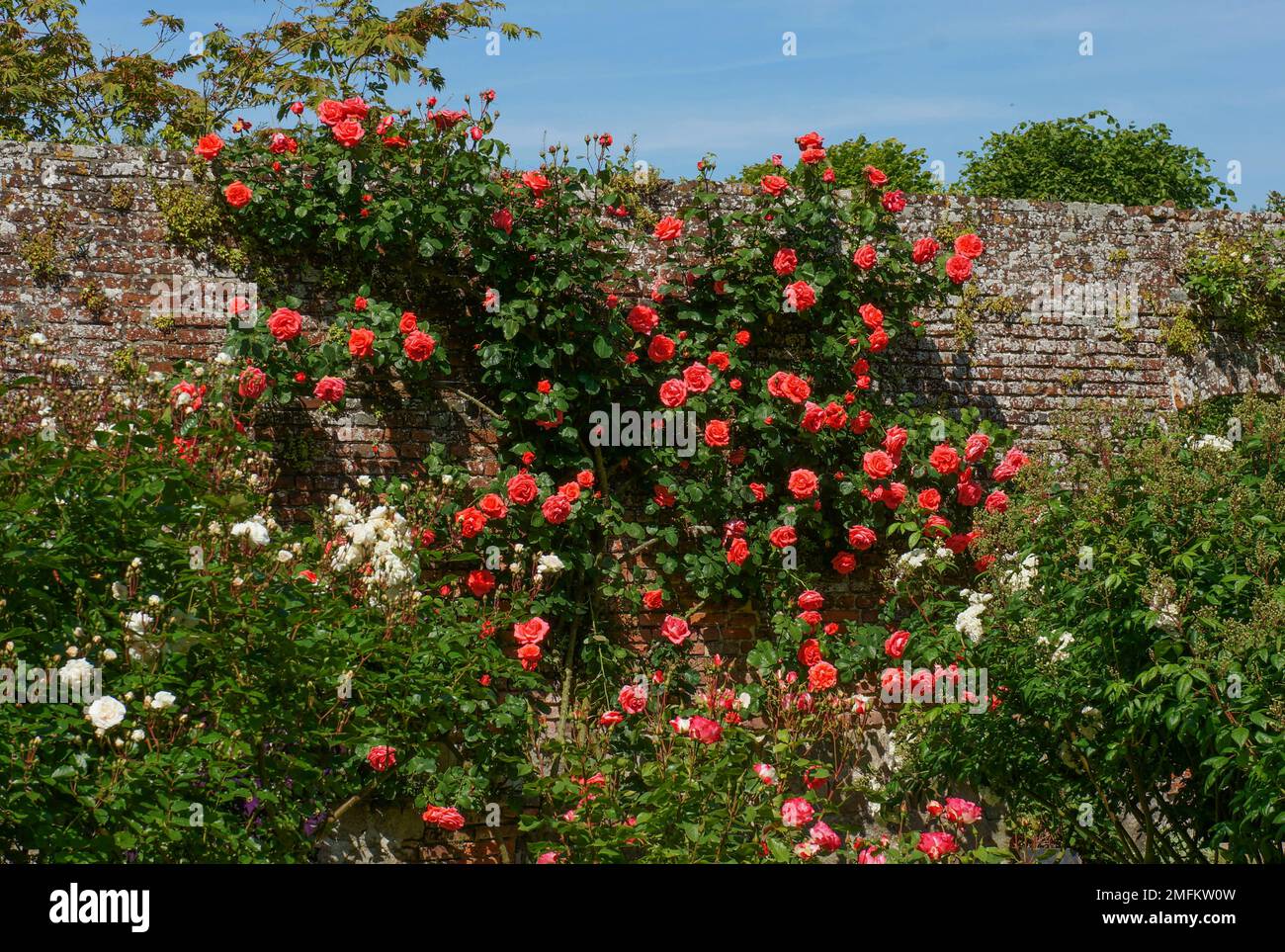 Rose rosa fair hi-res stock photography and images - Alamy
