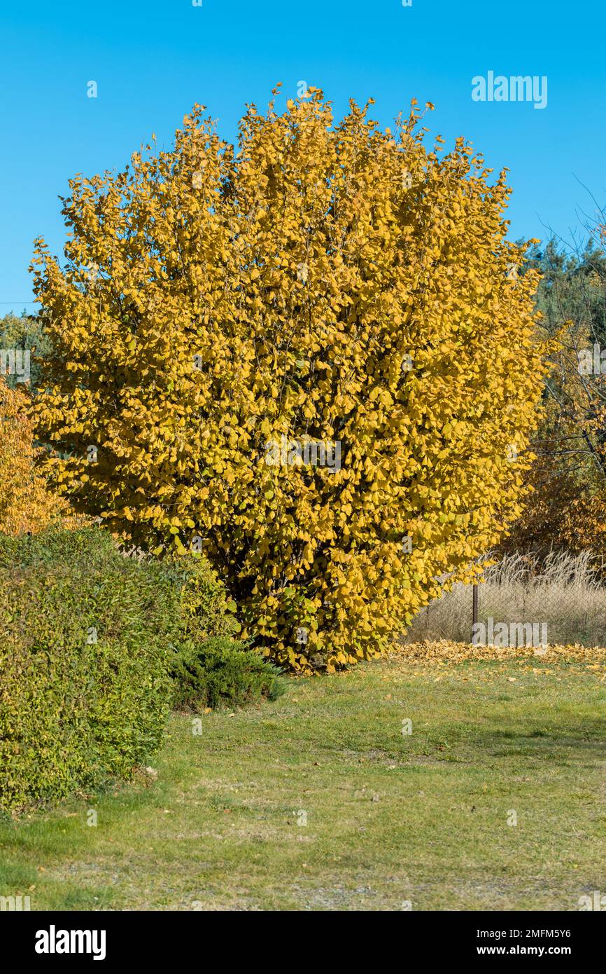 Hazelnut tree in autumn color. The perfect shape of the tree crown