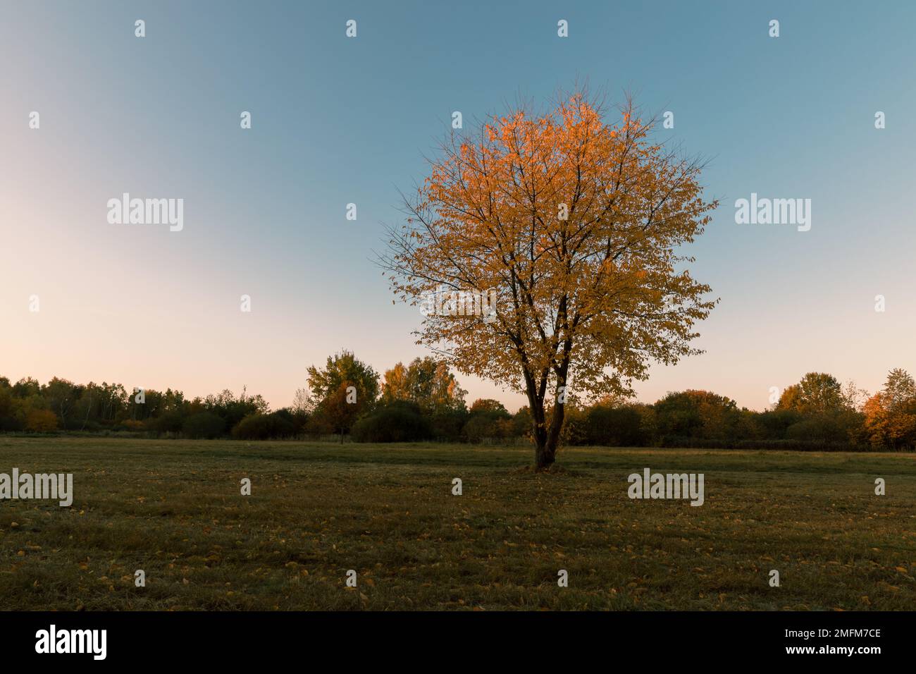 Lonely young oak tree in autumn time Stock Photo - Alamy