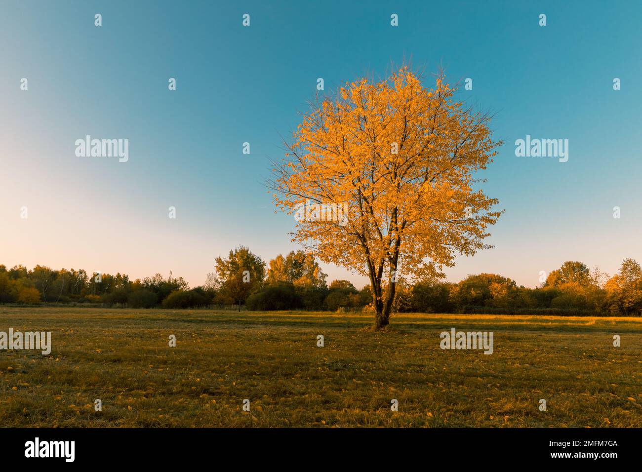 Lonely autumn oak tree hi-res stock photography and images - Alamy