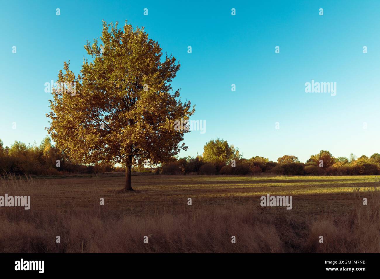 Young oak tree in autumn hi-res stock photography and images - Alamy