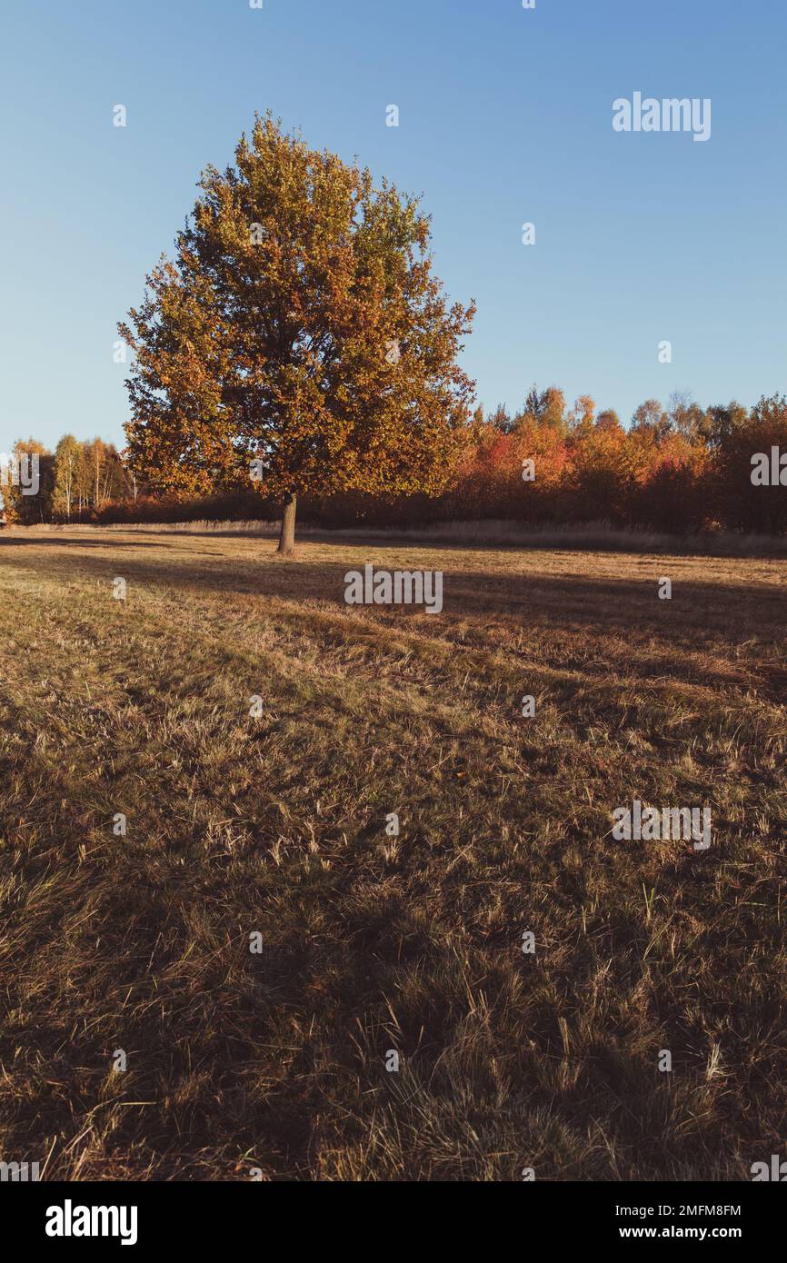 Lonely young oak tree in autumn time Stock Photo - Alamy