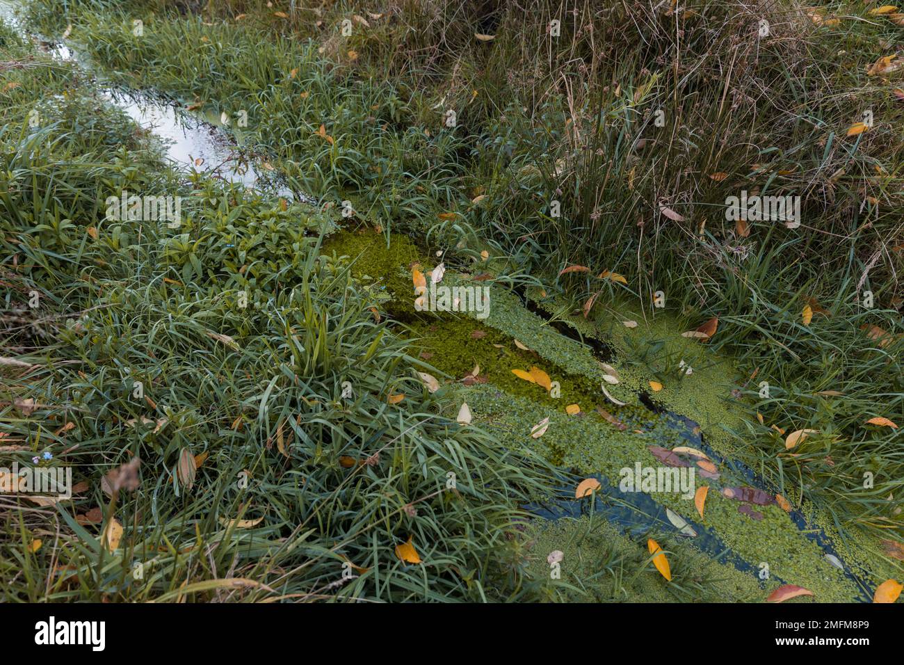 Duckweed, close-up of a plant in an aquatic environment. Autumn fallen leaves. Stock Photo