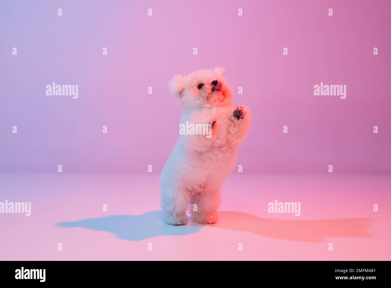 Dog Grooming by Lois - Official MapQuest