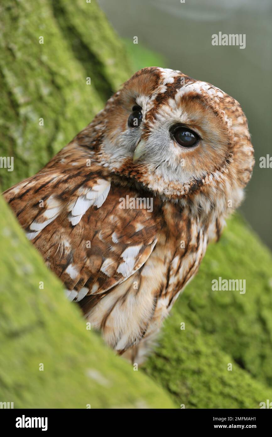 Tawny Owl (Strix aluco) falconers bird perched on ground at the base of ...