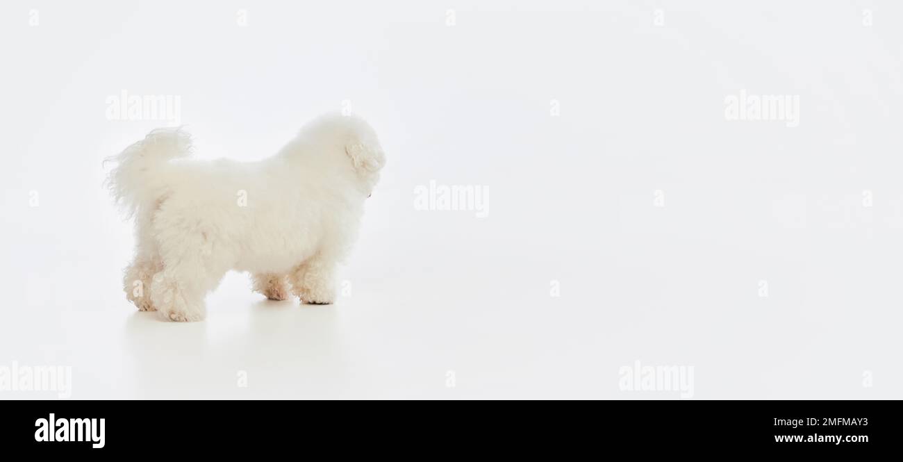 gabapentin for dogs before grooming