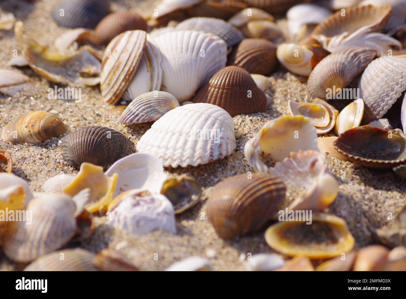 Sea Shell Forma Seashell shapes hi-res stock photography and images - Alamy