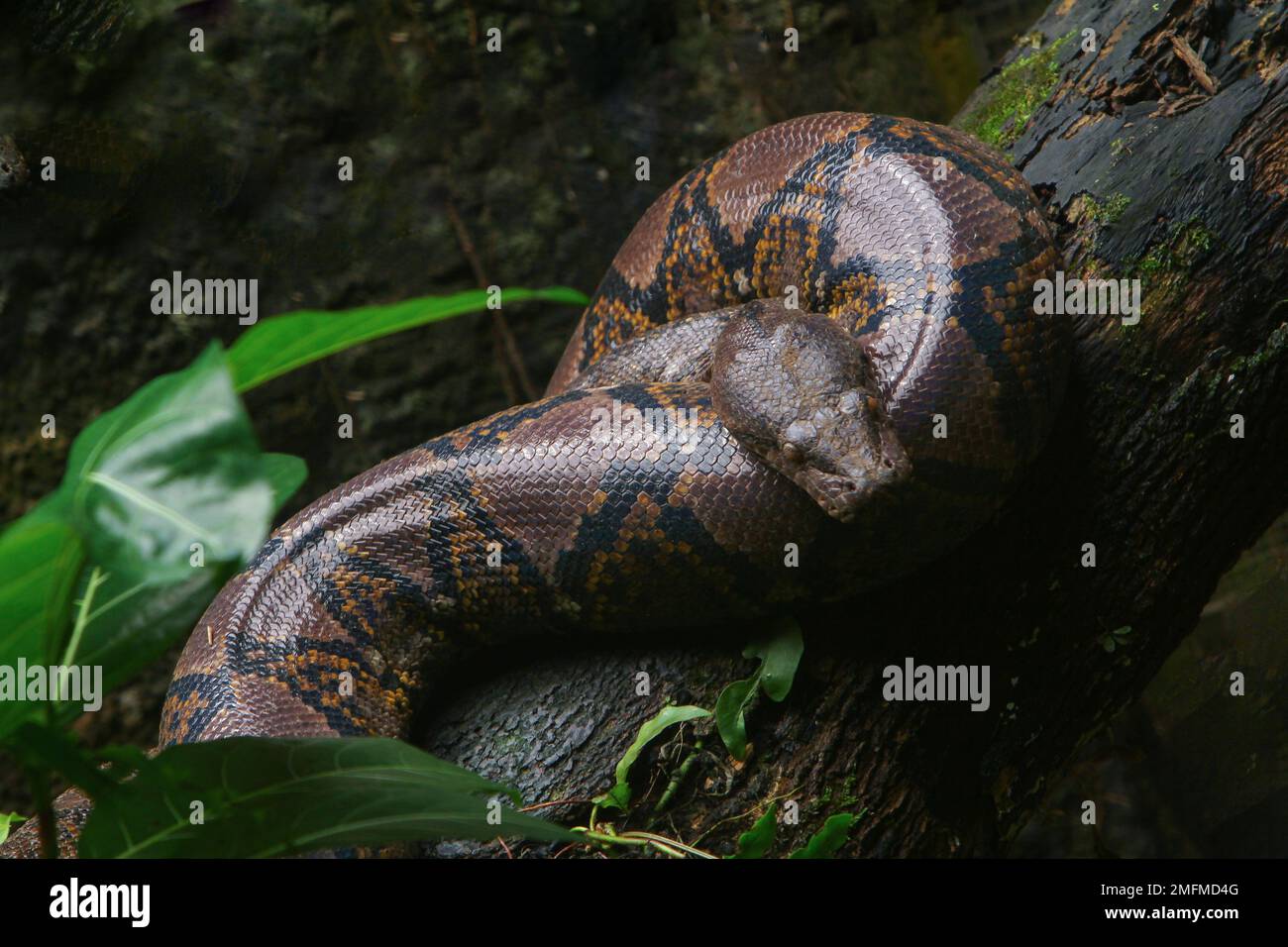 Python yawning hi-res stock photography and images - Alamy