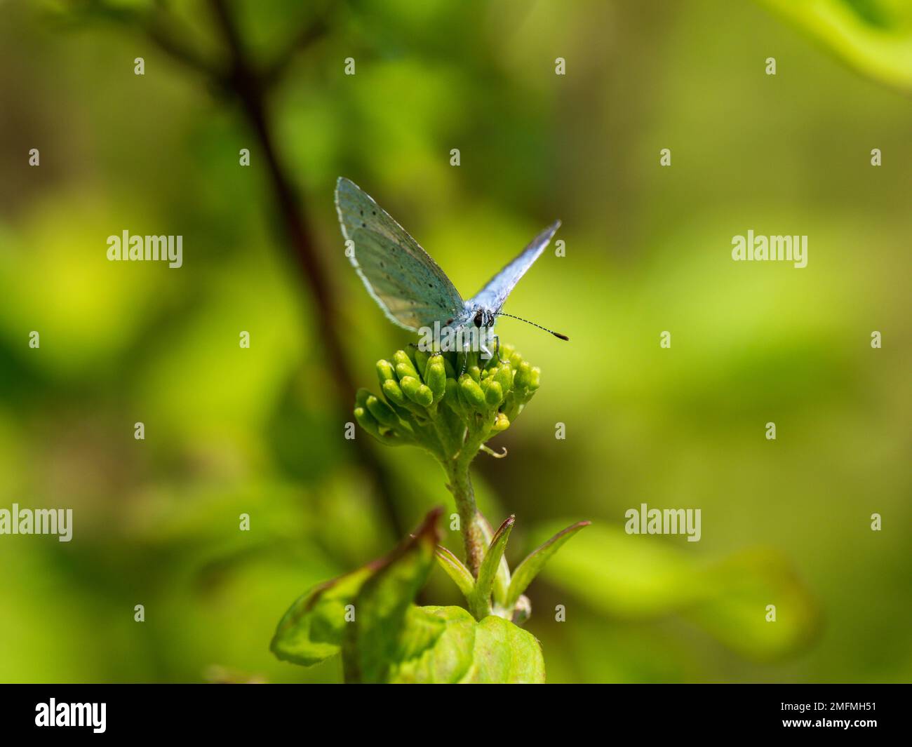 Holly Blue Butterfly Egg Laying Stock Photo Alamy