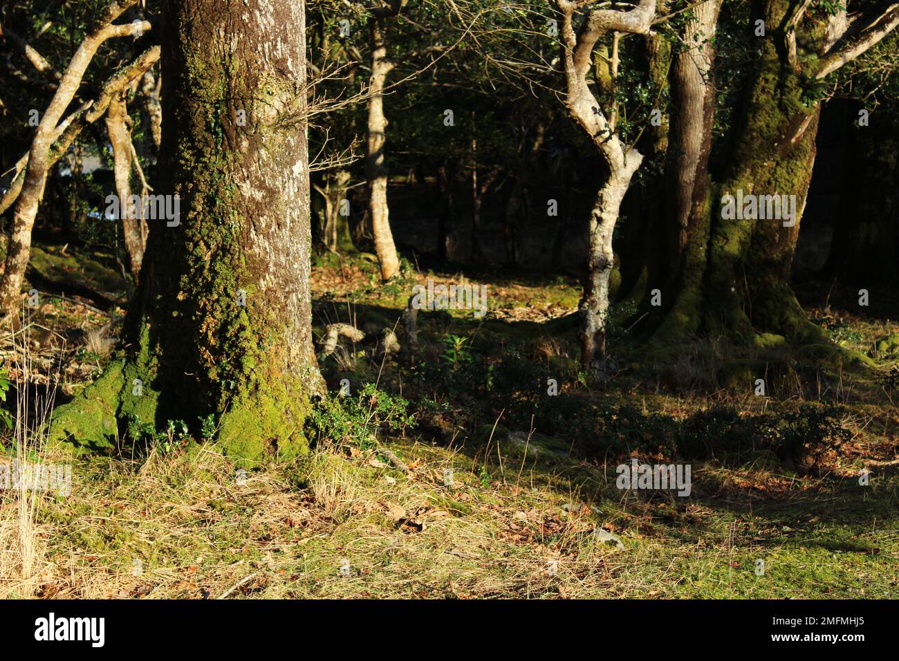 Killarney National Park forest floor in winter. Temperate deciduous forest floor in winter Stock Photo