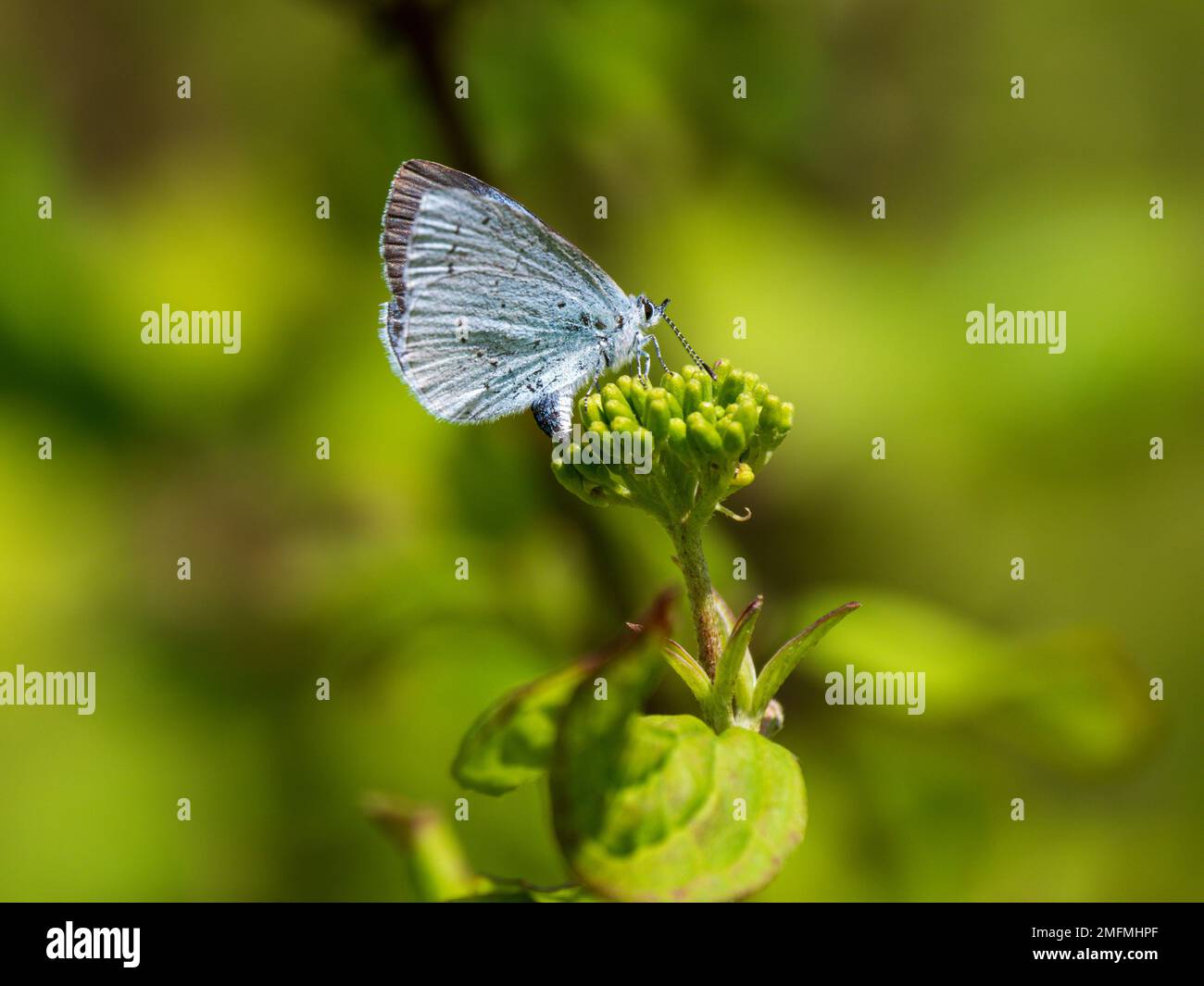 Holly Blue Butterfly Egg Laying Stock Photo Alamy