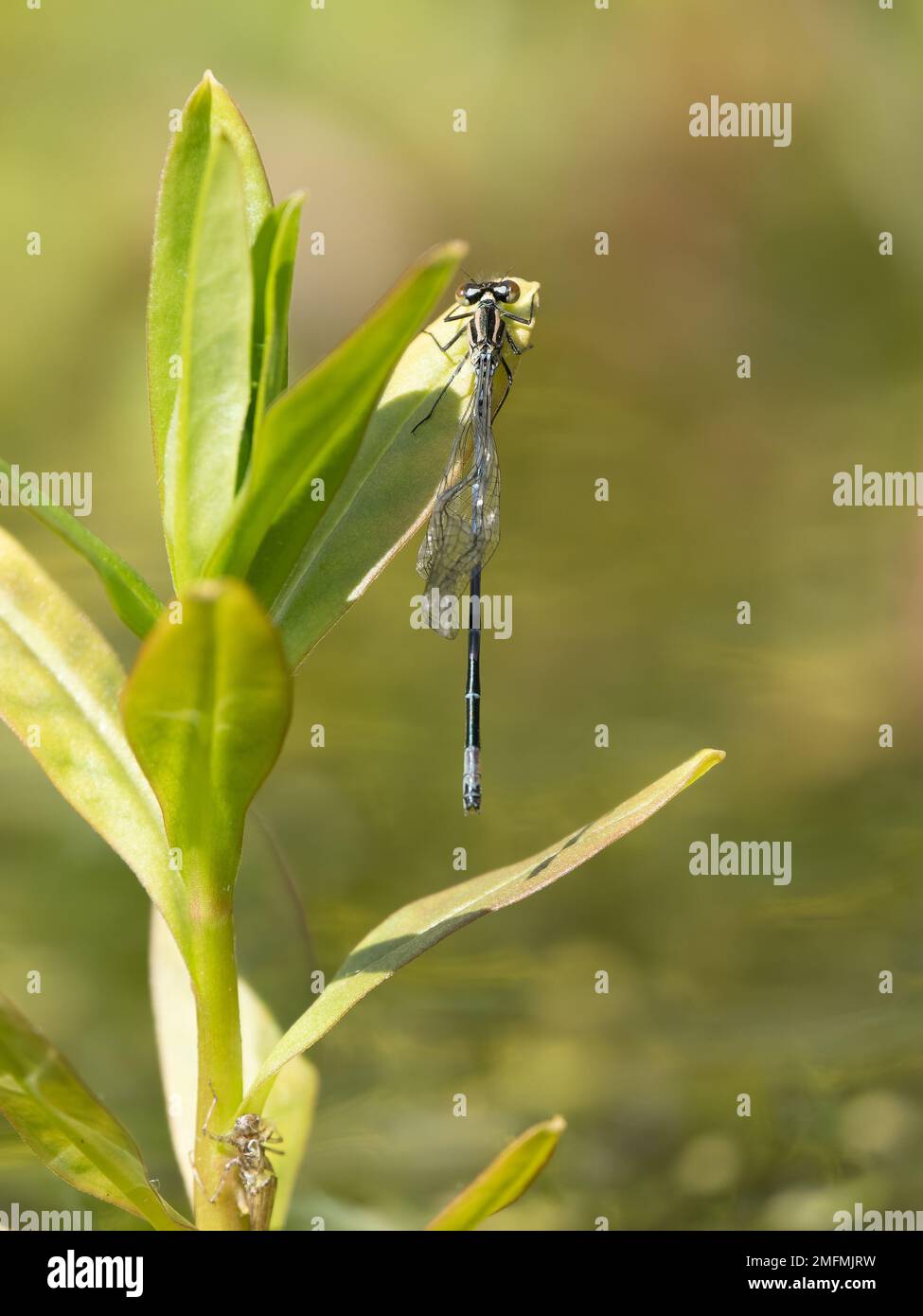 Azure Damselfly With a Broken Wing Resting on water Forget-me-not Stock ...